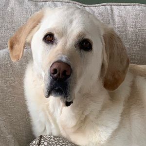 Meet your Posher, Abbey